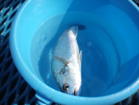 オリジナルメーカー海づり公園(市原市海づり施設) 釣果