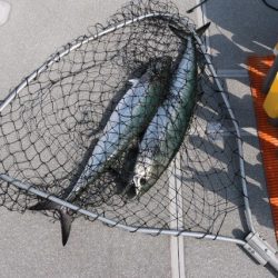 へいみつ丸 釣果