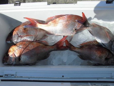 大進丸（新潟） 釣果