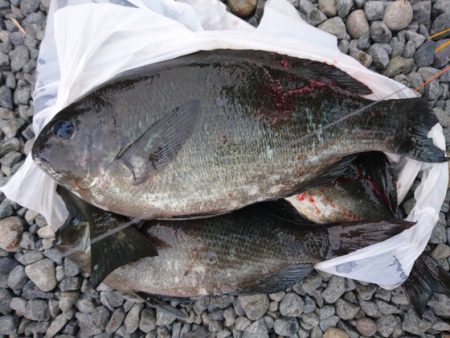 千津丸 釣果