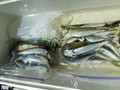 里輝丸 釣果