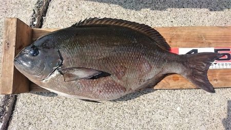 しば渡船 釣果