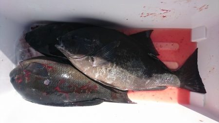 しば渡船 釣果