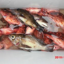 まとばや 釣果