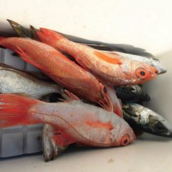 大進丸（愛知） 釣果