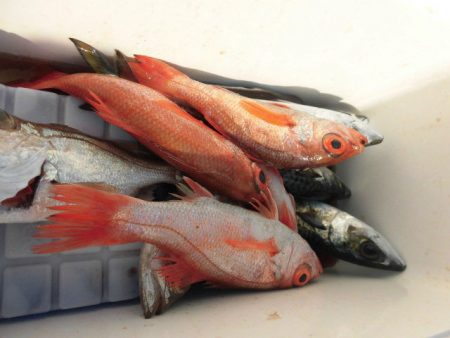 大進丸（愛知） 釣果