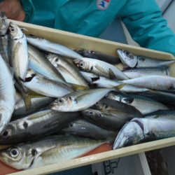 大進丸（愛知） 釣果