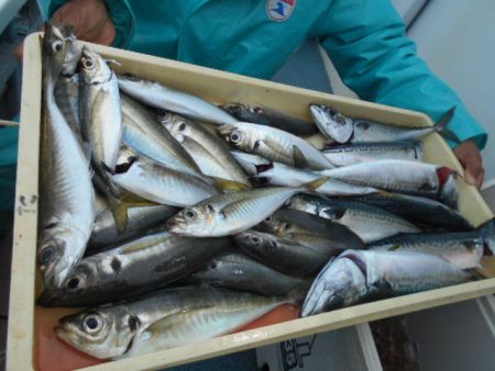 大進丸（愛知） 釣果