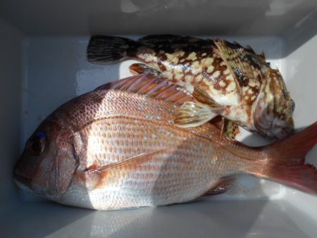 こかわ渡船　雅丸 釣果