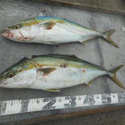 大進丸（愛知） 釣果