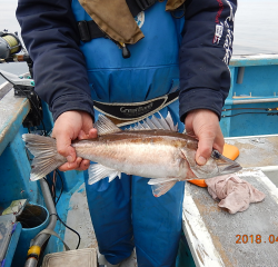 作十丸 釣果