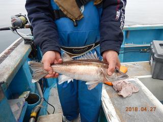 作十丸 釣果