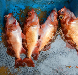 作十丸 釣果