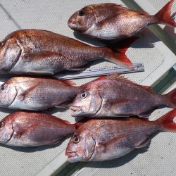 はらまる 釣果