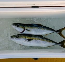 火遠理丸（ほおりまる） 釣果