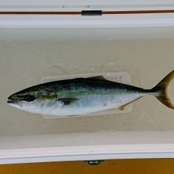 火遠理丸（ほおりまる） 釣果