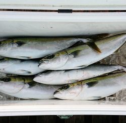 火遠理丸（ほおりまる） 釣果