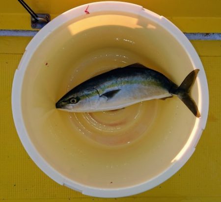 火遠理丸（ほおりまる） 釣果