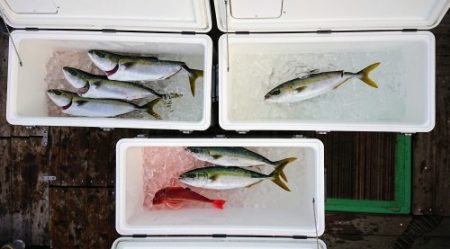 火遠理丸（ほおりまる） 釣果