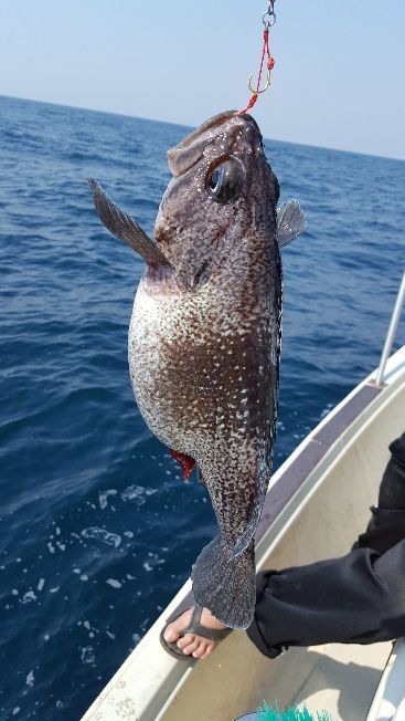 海峰 釣果