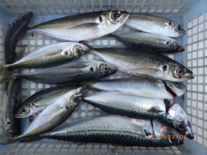 石川丸 釣果