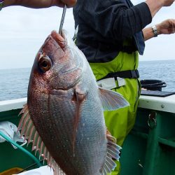 第三むつりょう丸 釣果