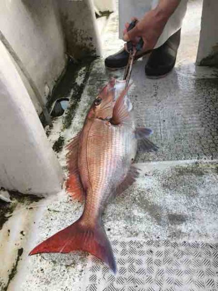 龍宮丸 釣果