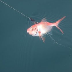 へいみつ丸 釣果