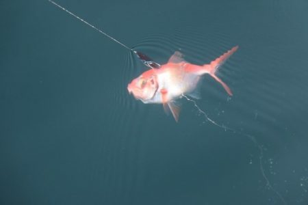 へいみつ丸 釣果