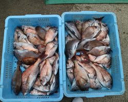 魚英 釣果