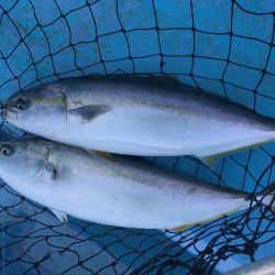 松鶴丸 釣果