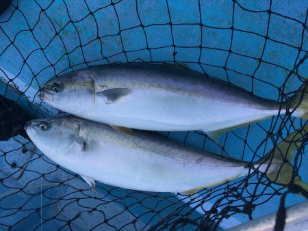 松鶴丸 釣果