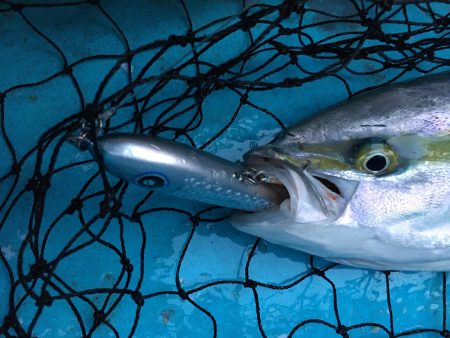 松鶴丸 釣果