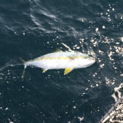 松鶴丸 釣果