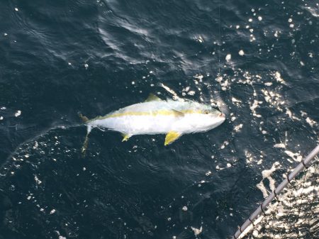 松鶴丸 釣果