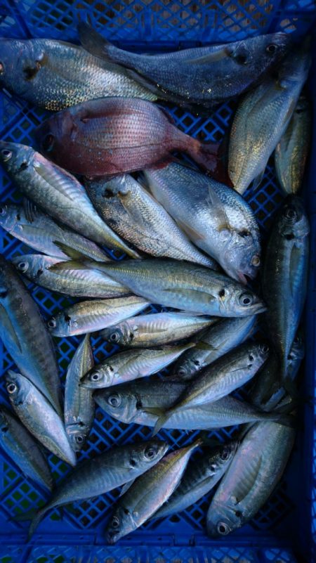 小島丸 釣果