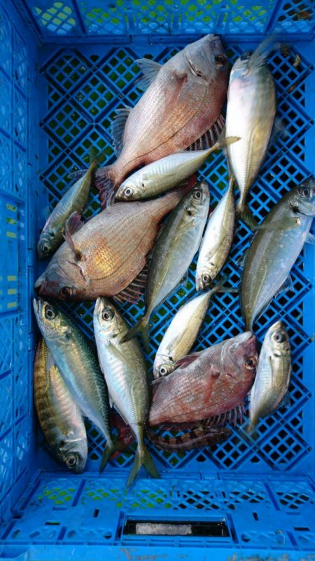 小島丸 釣果