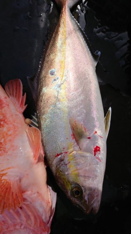 だて丸 釣果