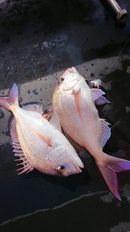 だて丸 釣果