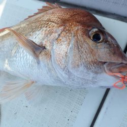 タイラバ遊漁船 ワンピース 釣果