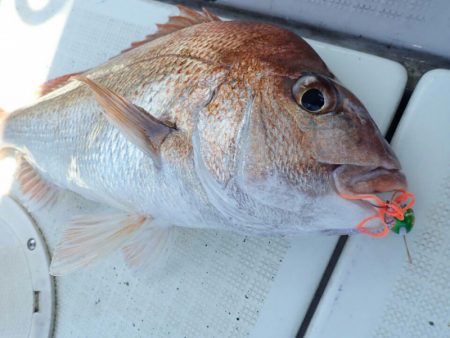 タイラバ遊漁船 ワンピース 釣果