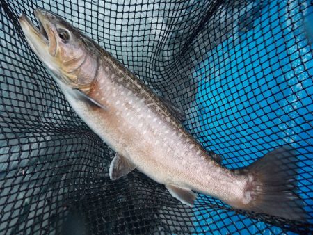 平谷湖フィッシングスポット 釣果