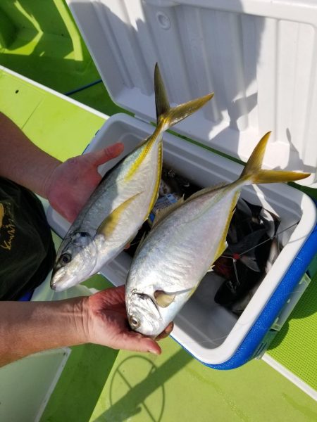 ゆたか丸 釣果