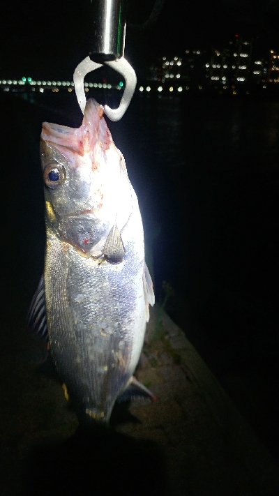 シーバス釣行