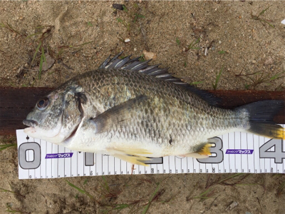 砂浜ぶっ込み釣り