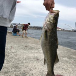 シーバス釣行2日目