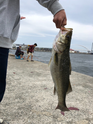 シーバス釣行2日目