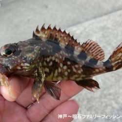 小物爆釣で満足の一日