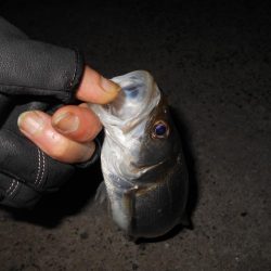 しょぼい釣果…。