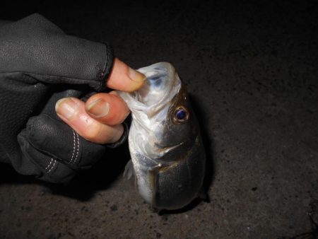 しょぼい釣果…。